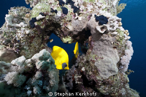 Masked butterflyfish taken in Ras Kati. by Stephan Kerkhofs 